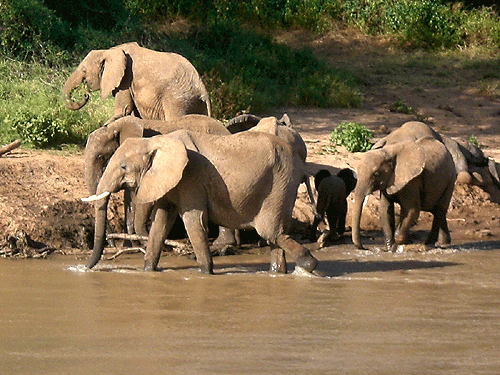 elefantenfluss